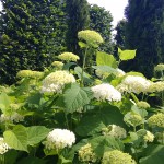 Hydrangea arborescens 'Annabelle' / Гортензия древовидная 'Annabelle'