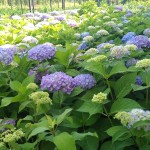 Hydrangea macrophylla 'Endless Summer Original'/Гортензия крупнолистная  'Endless Summer Original'