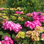 Hydrangea macrophylla 'Endless Summer'/ Гортензия крупнолистная 'Endless Summer'